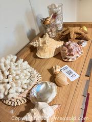 MaxSold Auction: Seashells  - Toronto (Ontario, Canada) PARTNER MANAGED Estate Sale Online Auction - Glencairn Avenue