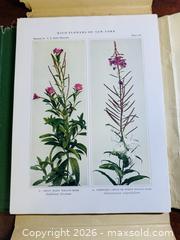 MaxSold Auction: THE UNIVERSITY OF THE STATE OF NEW YORK STATE MUSEUM WILD FLOWERS OF NEW YORK 1921 Over 200 Paper Images! Beautiful! - San Jose (California, USA) SELLER MANAGED Estate Sale Online Auction - South 16th Street