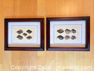MaxSold Auction: Set of 2 Framed Shell Prints in Dark Wood Frames - Saanich (British Columbia, Canada) PARTNER MANAGED Downsizing Online Auction - Gordon Point Drive