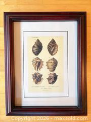 MaxSold Auction: Set of 2 Framed Shell Prints in Dark Wood Frames - Saanich (British Columbia, Canada) PARTNER MANAGED Downsizing Online Auction - Gordon Point Drive