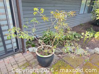 MaxSold Auction: Potted Outdoor Shrub in Black Glazed Ceramic Pot, 18" Dia. - Saanich (British Columbia, Canada) PARTNER MANAGED Moving Online Auction - Arbutus Road