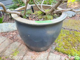MaxSold Auction: Potted Outdoor Shrub in Black Glazed Ceramic Pot, 18" Dia. - Saanich (British Columbia, Canada) PARTNER MANAGED Moving Online Auction - Arbutus Road