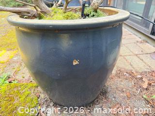 MaxSold Auction: Potted Outdoor Shrub in Black Glazed Ceramic Pot, 18" Dia. - Saanich (British Columbia, Canada) PARTNER MANAGED Moving Online Auction - Arbutus Road