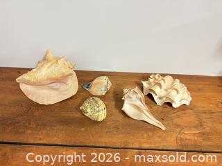 MaxSold Auction: Conch shells lot 473 - Ottawa (Ontario, Canada) SELLER MANAGED Downsizing Online Auction -  Cinnabar