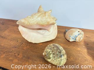 MaxSold Auction: Conch shells lot 473 - Ottawa (Ontario, Canada) SELLER MANAGED Downsizing Online Auction -  Cinnabar
