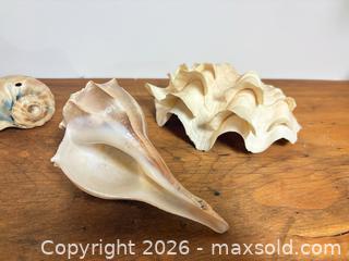 MaxSold Auction: Conch shells lot 473 - Ottawa (Ontario, Canada) SELLER MANAGED Downsizing Online Auction -  Cinnabar