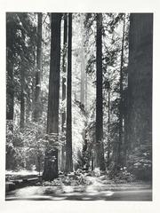 MaxSold Auction: Ansel Adams “Redwoods, Founders Grove” Poster Print - Campbell (California, USA) PARTNER MANAGED Estate Sale Online Auction -  Dell Avenue