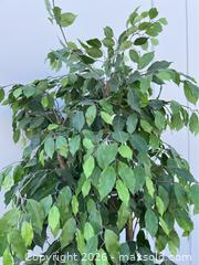 MaxSold Auction: Faux Ficus Tree in Weighted Basket - Campbell (California, USA) PARTNER MANAGED Estate Sale Online Auction -  Dell Avenue