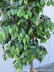 MaxSold Auction: Faux Ficus Tree in Weighted Basket - Campbell (California, USA) PARTNER MANAGED Estate Sale Online Auction -  Dell Avenue