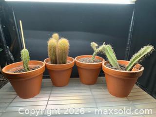 MaxSold Auction: Cacti - Toronto (Ontario, Canada) SELLER MANAGED Moving Online Auction - Ontario Street (CONDO)