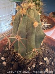 MaxSold Auction: Cacti - Toronto (Ontario, Canada) SELLER MANAGED Moving Online Auction - Ontario Street (CONDO)