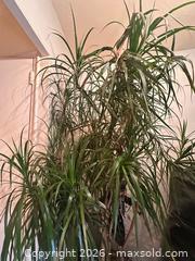 MaxSold Auction: Dracaena tree  - Toronto (Ontario, Canada) SELLER MANAGED Moving Online Auction - Ontario Street (CONDO)