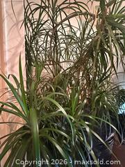 MaxSold Auction: Dracaena tree  - Toronto (Ontario, Canada) SELLER MANAGED Moving Online Auction - Ontario Street (CONDO)