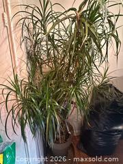 MaxSold Auction: Dracaena tree  - Toronto (Ontario, Canada) SELLER MANAGED Moving Online Auction - Ontario Street (CONDO)