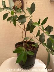 MaxSold Auction: Fig tree  - Toronto (Ontario, Canada) SELLER MANAGED Moving Online Auction - Ontario Street (CONDO)