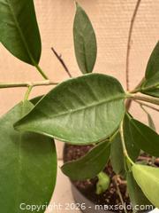 MaxSold Auction: Fig tree  - Toronto (Ontario, Canada) SELLER MANAGED Moving Online Auction - Ontario Street (CONDO)