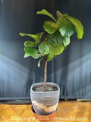 MaxSold Auction: Fig tree  - Toronto (Ontario, Canada) SELLER MANAGED Moving Online Auction - Ontario Street (CONDO)