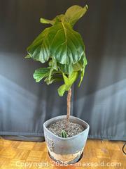 MaxSold Auction: Fig tree  - Toronto (Ontario, Canada) SELLER MANAGED Moving Online Auction - Ontario Street (CONDO)