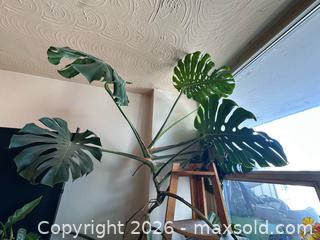 MaxSold Auction: Monstera plant A - Toronto (Ontario, Canada) SELLER MANAGED Moving Online Auction - Ontario Street (CONDO)