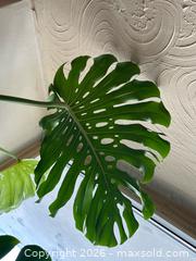 MaxSold Auction: Monstera plant A - Toronto (Ontario, Canada) SELLER MANAGED Moving Online Auction - Ontario Street (CONDO)