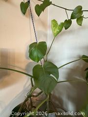 MaxSold Auction: Monstera Plant B - Toronto (Ontario, Canada) SELLER MANAGED Moving Online Auction - Ontario Street (CONDO)