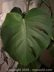 MaxSold Auction: Monstera Plant B - Toronto (Ontario, Canada) SELLER MANAGED Moving Online Auction - Ontario Street (CONDO)