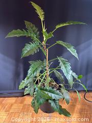 MaxSold Auction: Philodendron Narrow  - Toronto (Ontario, Canada) SELLER MANAGED Moving Online Auction - Ontario Street (CONDO)
