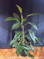 MaxSold Auction: Philodendron Narrow  - Toronto (Ontario, Canada) SELLER MANAGED Moving Online Auction - Ontario Street (CONDO)