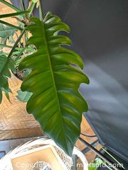 MaxSold Auction: Philodendron Narrow  - Toronto (Ontario, Canada) SELLER MANAGED Moving Online Auction - Ontario Street (CONDO)