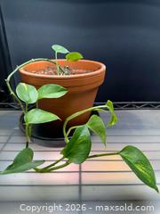 MaxSold Auction: Porthos Mixed  - Toronto (Ontario, Canada) SELLER MANAGED Moving Online Auction - Ontario Street (CONDO)