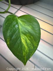 MaxSold Auction: Porthos Mixed  - Toronto (Ontario, Canada) SELLER MANAGED Moving Online Auction - Ontario Street (CONDO)