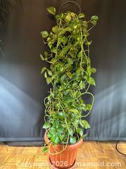 MaxSold Auction: Porthos vine  - Toronto (Ontario, Canada) SELLER MANAGED Moving Online Auction - Ontario Street (CONDO)