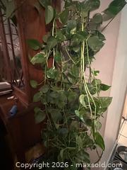 MaxSold Auction: Porthos vine  - Toronto (Ontario, Canada) SELLER MANAGED Moving Online Auction - Ontario Street (CONDO)