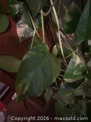 MaxSold Auction: Porthos vine  - Toronto (Ontario, Canada) SELLER MANAGED Moving Online Auction - Ontario Street (CONDO)