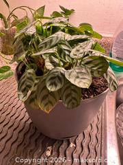 MaxSold Auction: Prayer plant  - Toronto (Ontario, Canada) SELLER MANAGED Moving Online Auction - Ontario Street (CONDO)