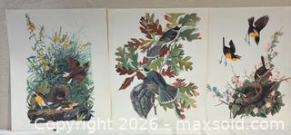 MaxSold Auction: “The Audubon Folio” 22 Beautiful 14”x17” Bird Paintings 1964 - San Jose (California, USA) SELLER MANAGED Downsizing Online Auction - Elm Street (CONDO)