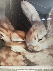 MaxSold Auction: Framed Bunny Print #2 - East Fallowfield Township (Pennsylvania, USA) SELLER MANAGED Downsizing Online Auction - Mink Hollow Road