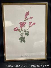 MaxSold Auction: Framed Vintage Botanical Print – “Rock Penstemon” (Penstemon rupicola) - Campbell (California, USA) SELLER MANAGED Downsizing Online Auction - Dell Avenue