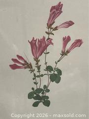 MaxSold Auction: Framed Vintage Botanical Print – “Rock Penstemon” (Penstemon rupicola) - Campbell (California, USA) SELLER MANAGED Downsizing Online Auction - Dell Avenue