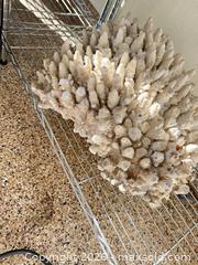 MaxSold Auction: Large White Natural Coral Specimen (Over 24") - Longmont (Colorado, USA) PARTNER MANAGED Estate Sale Online Auction -  Twilight Court