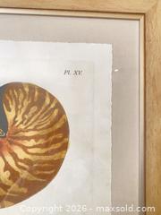 MaxSold Auction: Pair of Framed Seashell Nautical Art Prints, Light Wood Frames - Longmont (Colorado, USA) PARTNER MANAGED Estate Sale Online Auction -  Twilight Court