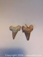MaxSold Auction: Pair of Medium Shark Teeth - Ottawa (Ontario, Canada) SELLER MANAGED Downsizing Online Auction - Florence Street (CONDO)