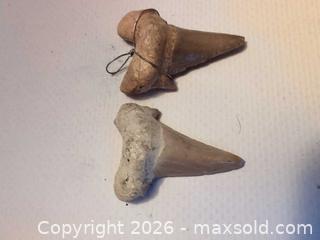 MaxSold Auction: Pair of Medium Shark Teeth - Ottawa (Ontario, Canada) SELLER MANAGED Downsizing Online Auction - Florence Street (CONDO)
