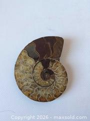 MaxSold Auction: Polished Sliced Ammonite Fossil — Medium Spiral Half-Slab - Ottawa (Ontario, Canada) SELLER MANAGED Downsizing Online Auction - Florence Street (CONDO)