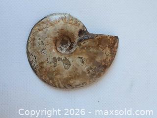 MaxSold Auction: Polished Sliced Ammonite Fossil — Medium Spiral Half-Slab - Ottawa (Ontario, Canada) SELLER MANAGED Downsizing Online Auction - Florence Street (CONDO)