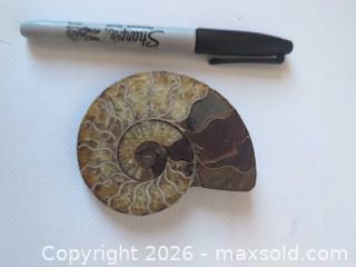MaxSold Auction: Polished Sliced Ammonite Fossil — Medium Spiral Half-Slab - Ottawa (Ontario, Canada) SELLER MANAGED Downsizing Online Auction - Florence Street (CONDO)