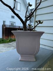 MaxSold Auction: Vintage Succulent in Pink Pedestal Vase - San Jose (California, USA) SELLER MANAGED Estate Sale Online Auction - South 16th Street