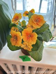 MaxSold Auction: Faux Plants B  - Toronto (Ontario, Canada) Downsizing Online Auction - Kimbark Blvd 