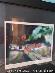 MaxSold Auction: Framed Signed Photo A - Toronto (Ontario, Canada) Downsizing Online Auction - Kimbark Blvd 