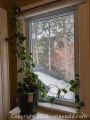 MaxSold Auction: Plant in Ceramic Pot B - Toronto (Ontario, Canada) Downsizing Online Auction - Kimbark Blvd 